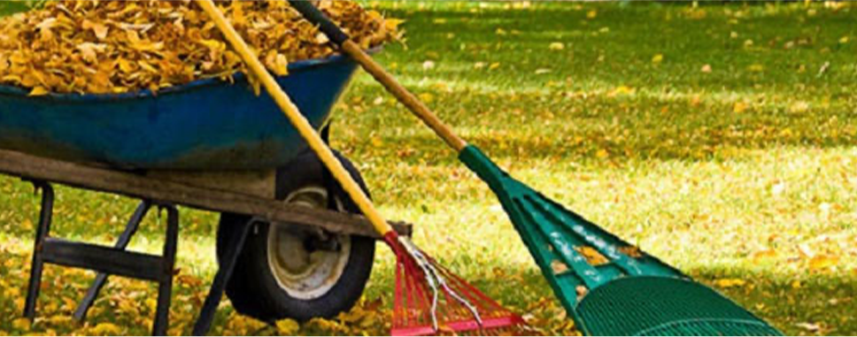 Yard cleanup and leaf removal