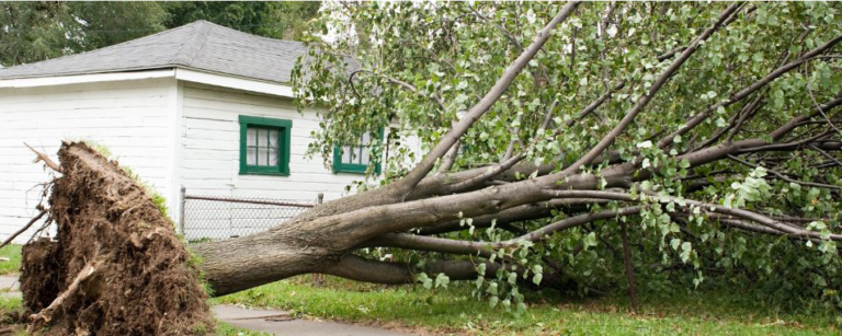 Storm-fallen tree removal